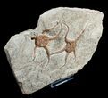 Double Starfish/Brittle Star Fossil - inches #4075-3